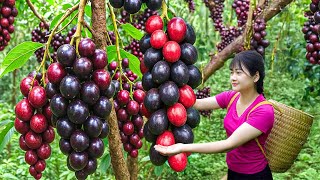 Download Lagu Ly Trieu Ca: Harvesting sweet giant ripe macadamias - How to traditional make fruit cake village MP3 Download Lagu Ly Trieu Ca: Harvesting sweet giant ripe macadamias - How to traditional make fruit cake village MP3