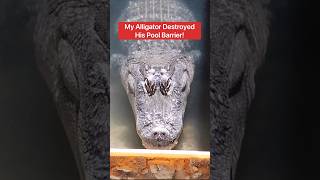 My Alligator Destroyed His Pool Barrier! 😱🐊#shorts #alligator