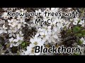 Blackthorn Tree