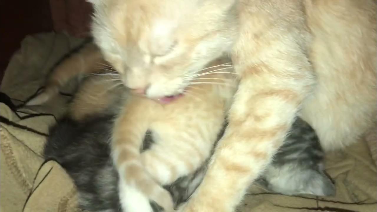 The cat takes care of her young and cleans them .sunnybri