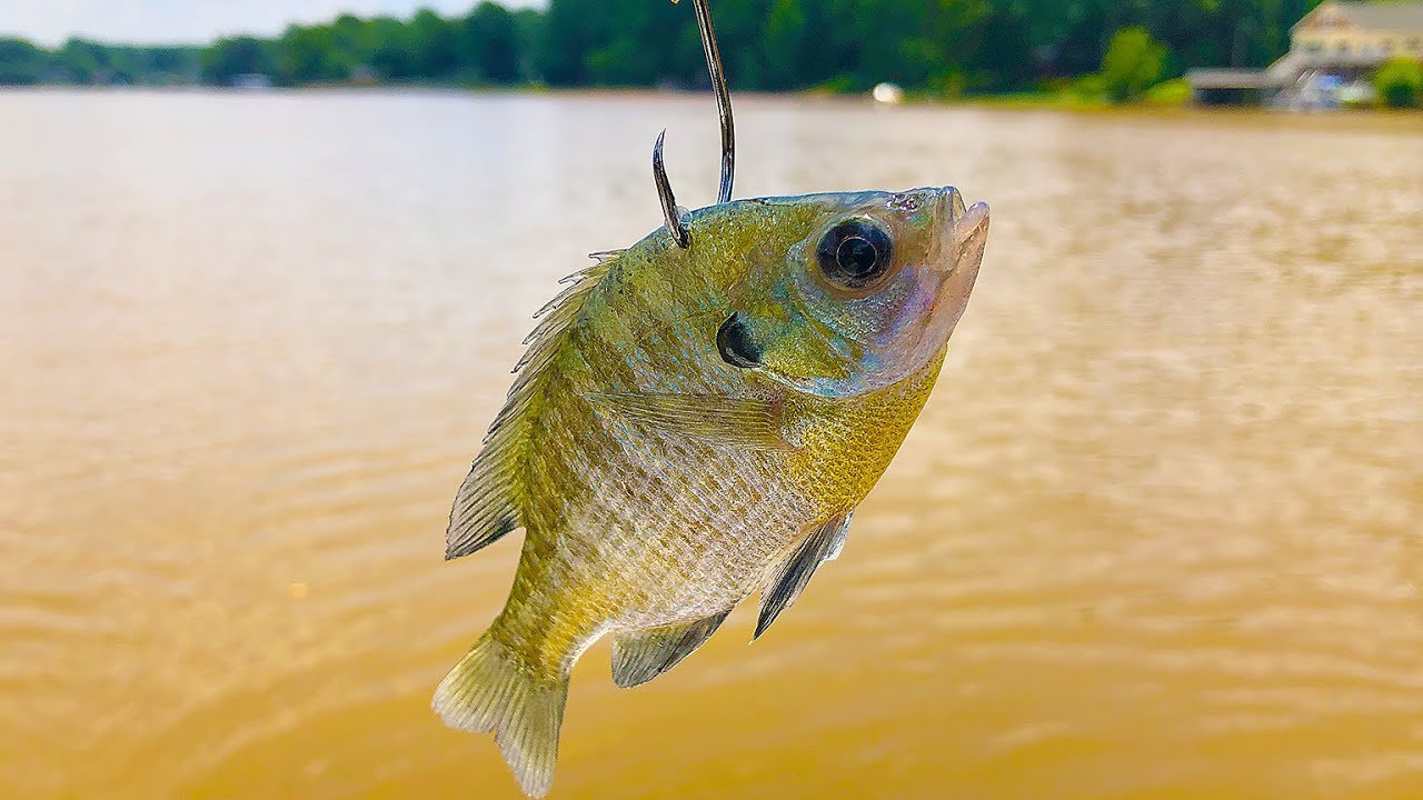 Bluegill for Catfish Bait in the Spring 