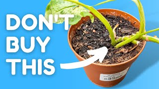 Mistakes Everyone Makes When Buying Plants