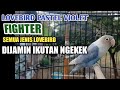 Pancingan Lovebird fighter ngekek panjang