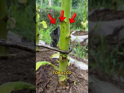 This farming trick turns tobacco fields into golden harvests