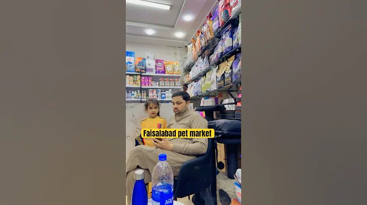 Video 8958501: persian cute kitten pets, pets cat food, cat best pets