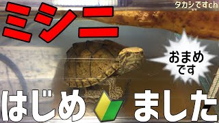 【カメ水槽】ミシシッピニオイガメの飼い方 子亀の飼育をはじめました