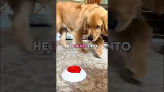 Dog Found the Infinite Food Glitch