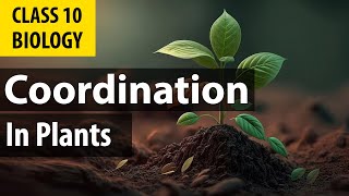 #controlandcoordination| phytohormones  | cbse Biology | NCERT class 10 science chapter 7 screenshot 2