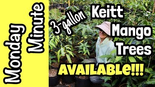Monday Minute- 3-gallon 'Keitt' Mango Trees Now Available!