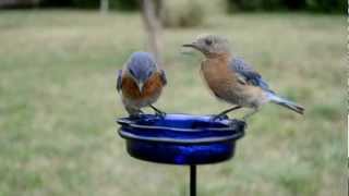 bluebirds mealworms eating bird wild feeding backyard watching