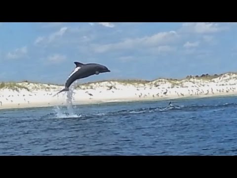 #18: SeaWorld's Got Nothing on Pensacola