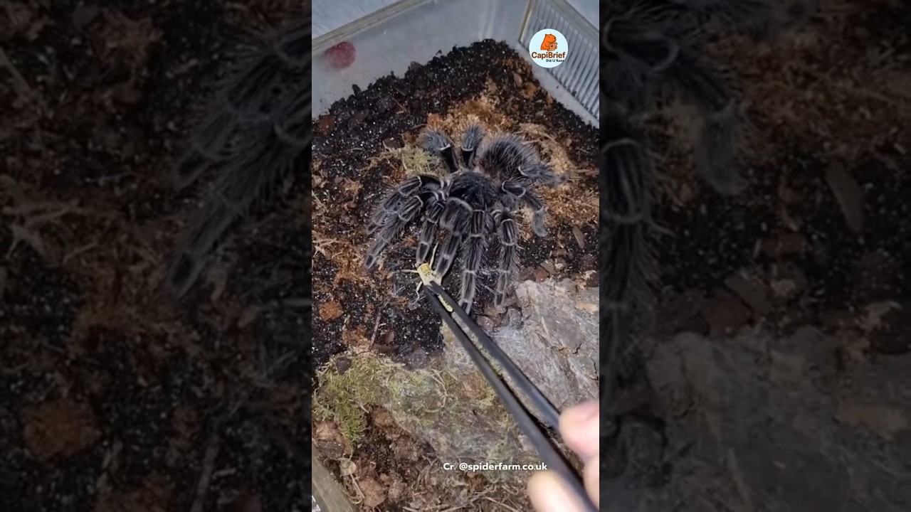 ทารันทูล่า แมงมุมยักษ์