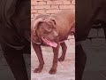 Dog Ability Training@ 30