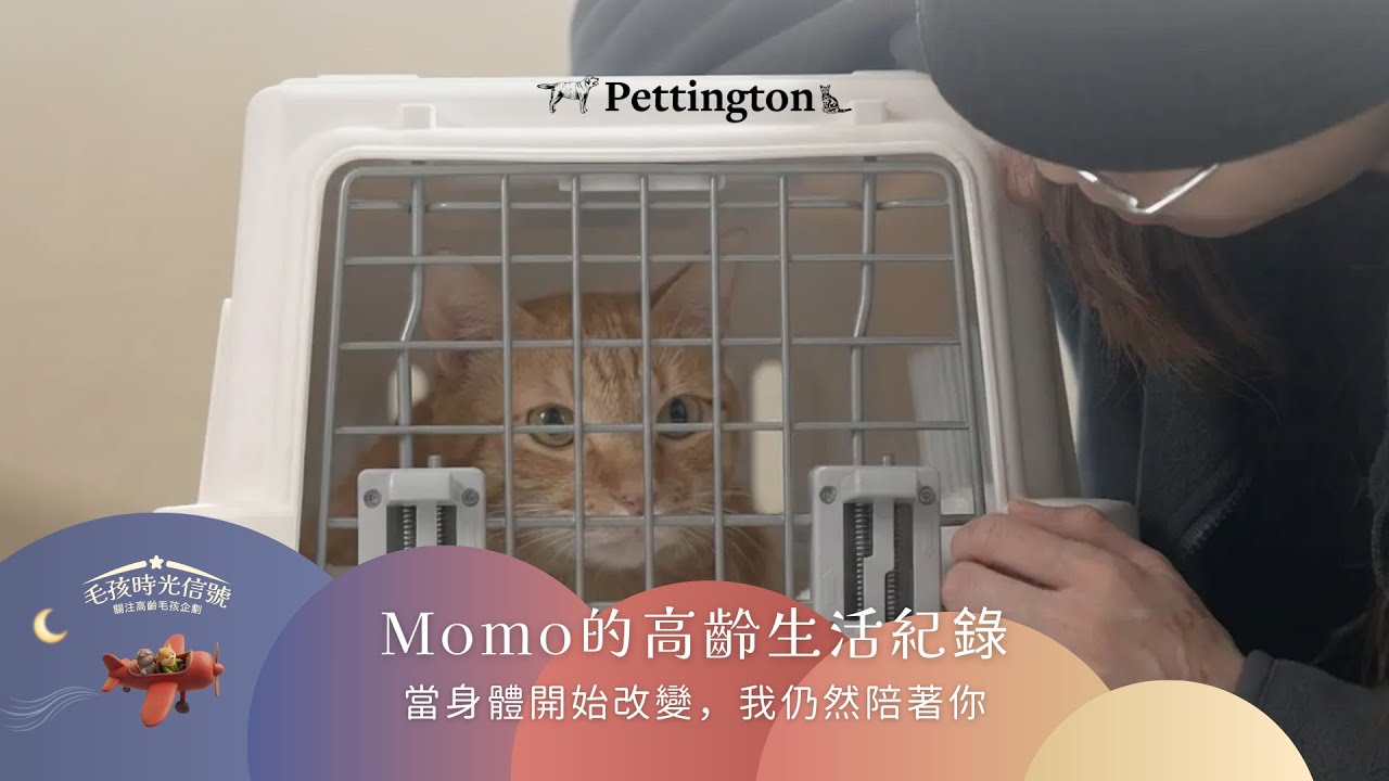 【毛孩時光信號】Momo 的高齡生活紀錄｜當老化與疾病同時出現