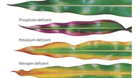 CÁCH PHÂN BIỆT CÁC TRIỆU CHỨNG CÂY THIẾU DINH DƯỠNG QUA LÁ – ĐA LƯỢNG