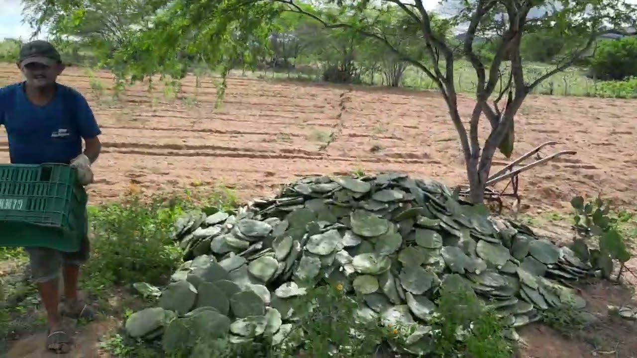 Preparando as raquete de palmas pra plantar 