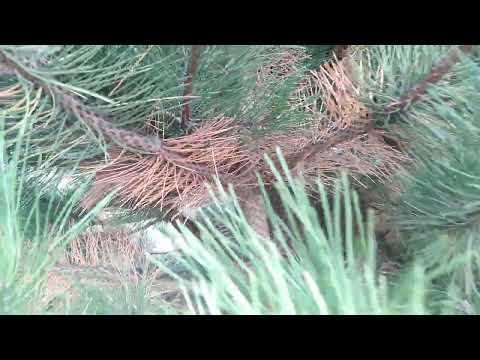 Хвороба на соснах🌲Чому пожовтіла хвоя і опадає