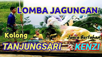 LOMBA MERPATI KOLONG JAGUNGAN // Kenzi sang juara bertahan di kolong TANJUNGSARI