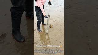 Catching Mantis Shrimp at Low Tide! 🦐😮