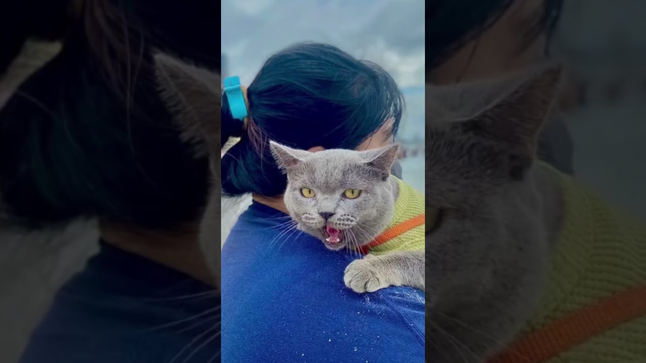 A lovely cat's memorable beach trip 