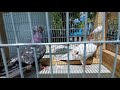 #PIGEONS. Моя коллекция мраморных бакинских бойных голубей 18.05.2020г.