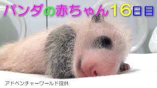 アドベンチャーワールド　パンダの赤ちゃん16日目