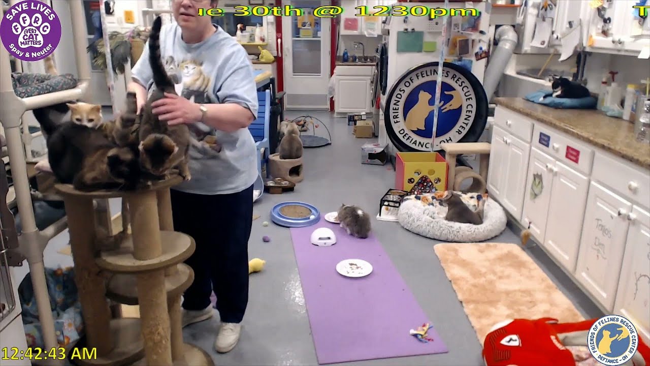 Stan's 20210313 4 cats crowd onto perch