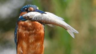 Download Lagu Il Martin pescatore, Alcedo atthis, in Italia