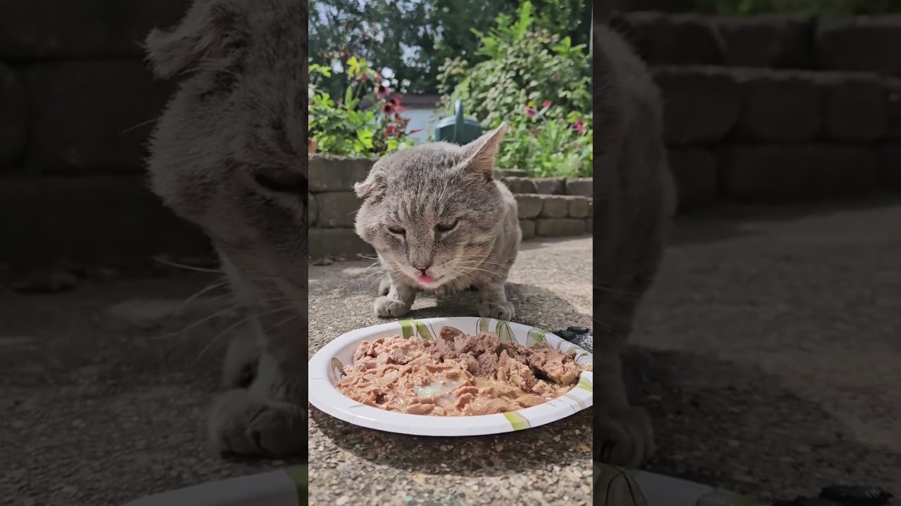 Feral Buster is back after missing for two days! 