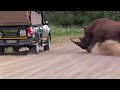 Ataques e Interações Inacreditáveis De Rinocerontes Captados por uma Câmera
