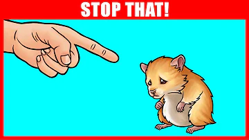 14 Ways You Are Hurting Your Hamster Without Realizing