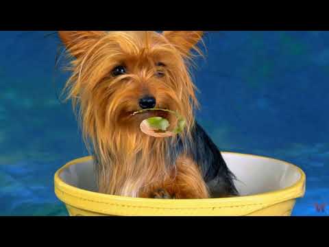 Австралийский терьер (англ. australian terrier)