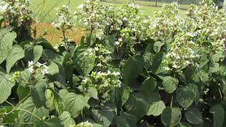 भाँट पौधे की पहचान । bhant ke podhe ke fayede। Clerodendrum trichotomum | #bhant #ayurveda #herbs screenshot 5