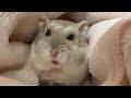 急にアイーンをするハムスター【こんぺいマーチ】