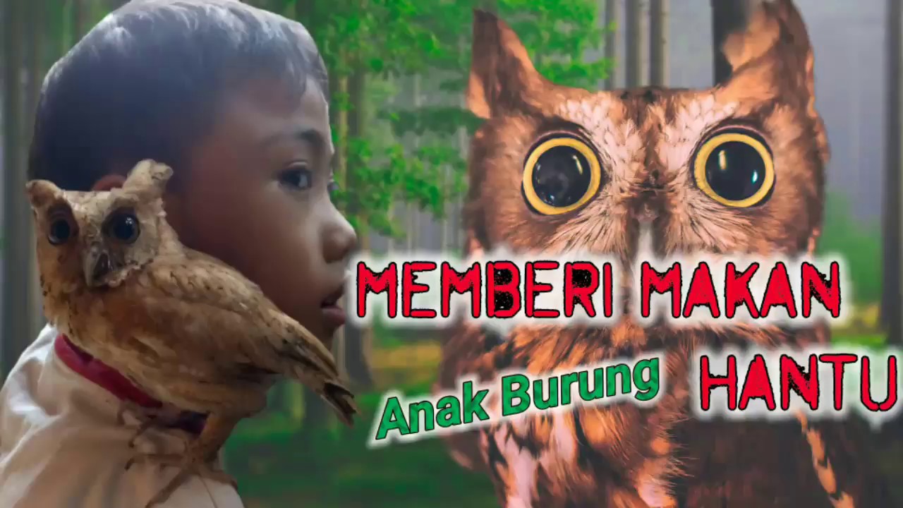 Memberi Makan Anak Burung Hantu Celepuk - YouTube