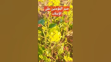ماهر المعيقلي ❤️ سورة البروج