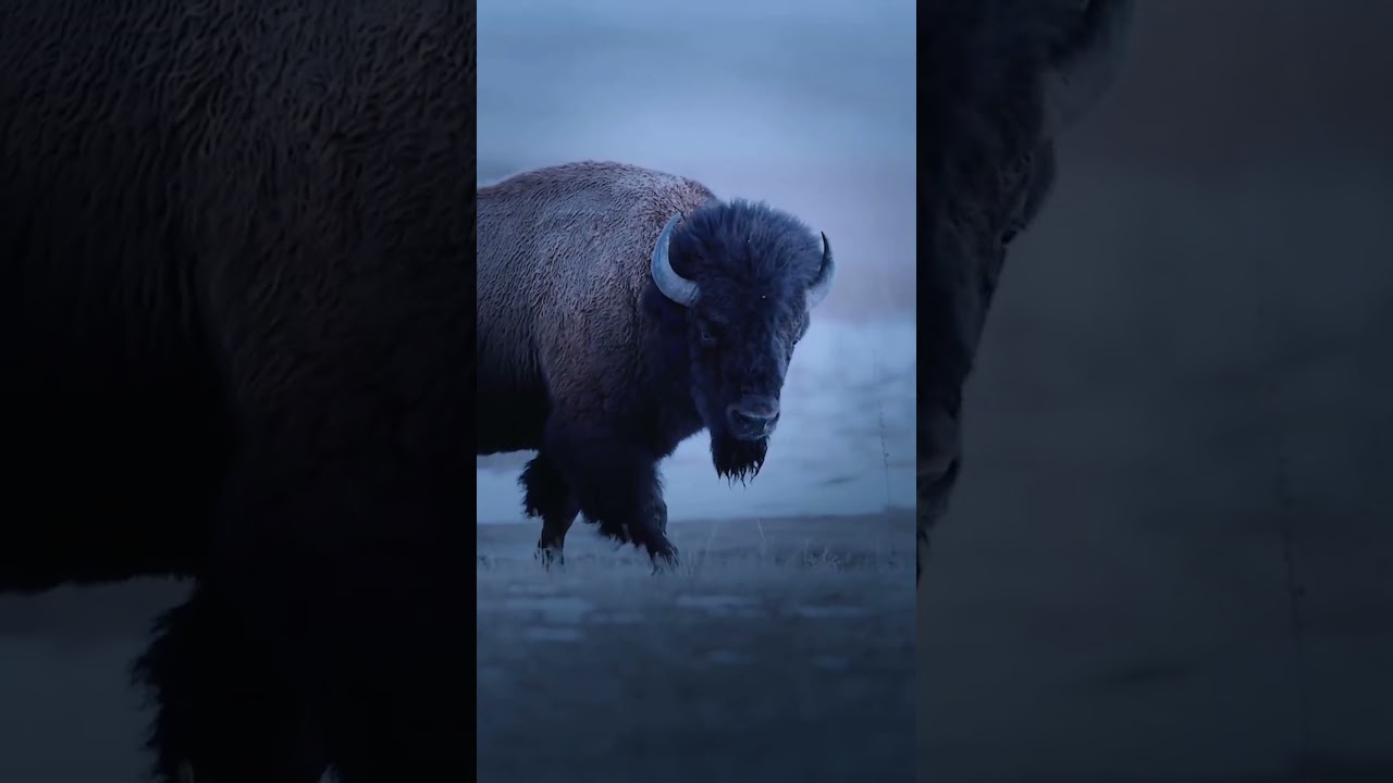 unique animals in the world 