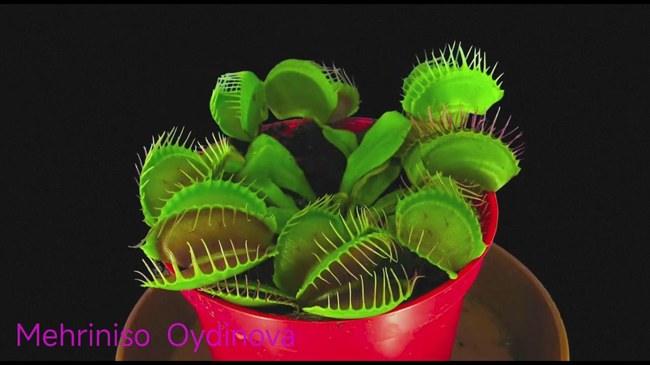 Dunyo ezgulikka ochdi qulochin