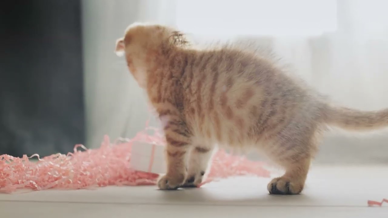 스트레스 해소용 고양이 음악🎶｜고양이의 편안한 시간