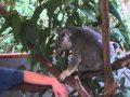 Koala in action