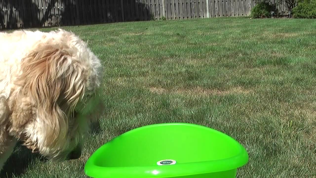 godoggo fetch machine reviews