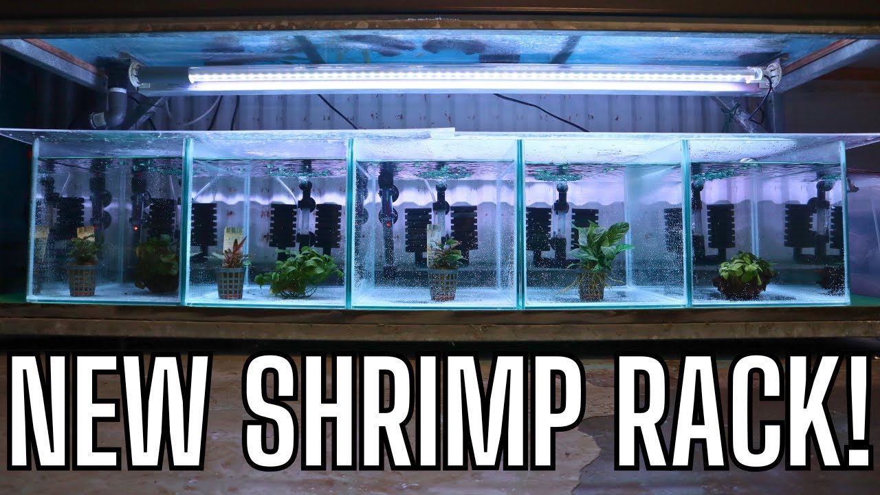 My New SHRIMP Rack Is HERE! (JTeam Vlog 010) - YouTube