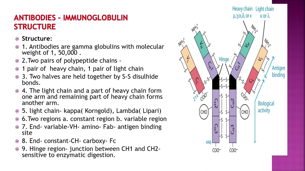 NURSING  19  ANTIGEN, ANTIBODY, AG AB REACTIONS  Dr  RAJASHREE MUTHA