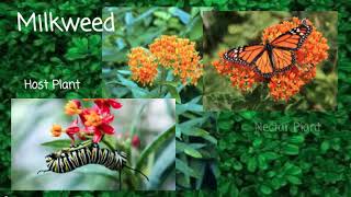 What is a Butterfly Garden (for kids) by Heather Maples 1,531 views 3 years ago 2 minutes, 56 seconds