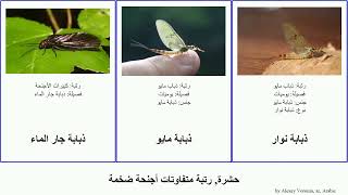 حشرة, رتبة متفاوتات أجنحة ضخمة الأجنحة Insect ذبابة جدجديات الذيل العجوز إبرة ذوات هدبيات شبكيات