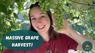 Huge backyard garden tour! Grapes, northern pineapple, and more! Most Pineapple Farmers Don T Know This