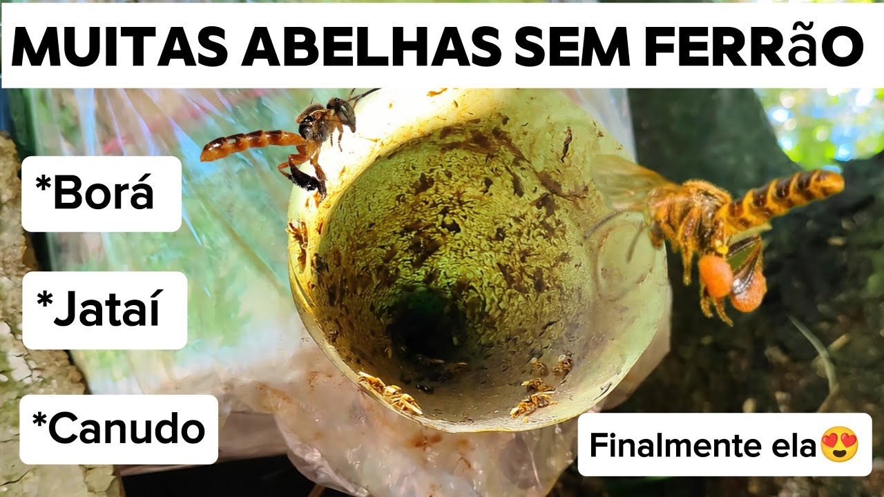 Captura de abelha Borá e outras abelhas sem ferrão  #deus #abelha #abelhas #abelhasemferrao  