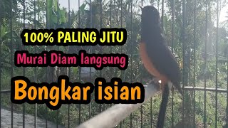 PANCINGAN MURAI BATU GACOR 100% PALING JITU. Murai Macet langsung Bongkar isian. 