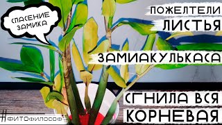 Спасение ЗАМИОКУЛЬКАСА. Гниют корни и клубни. Почему ЖЕЛТЕЮТ листья. Загнивание корневой системы