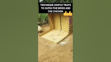 Traps to catch the Birds and chicken best technique wild hack #wild #trap  #technique #birds #wild